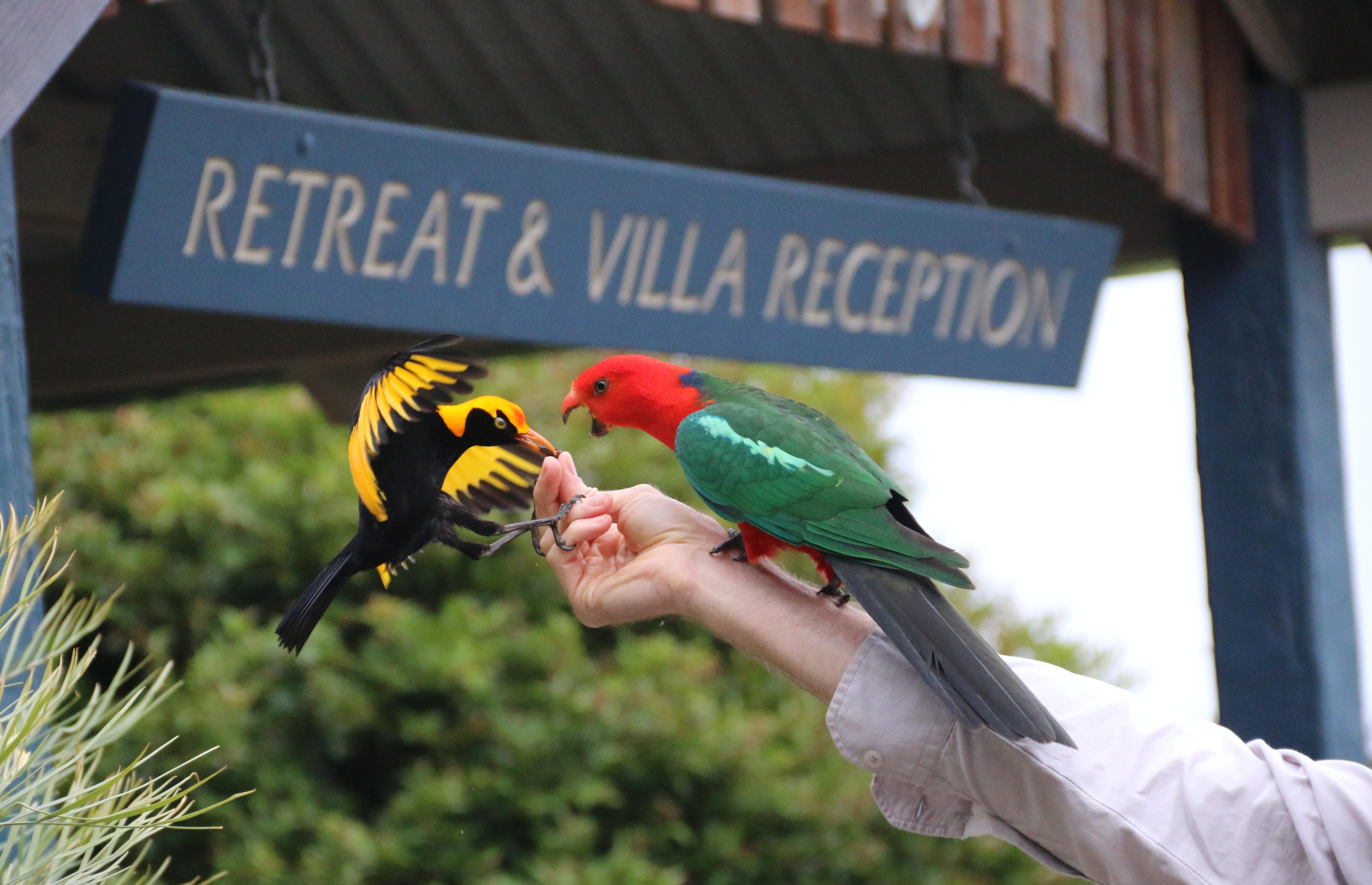 O'Reilly'S Rainforest Retreat Canungra Exterior foto