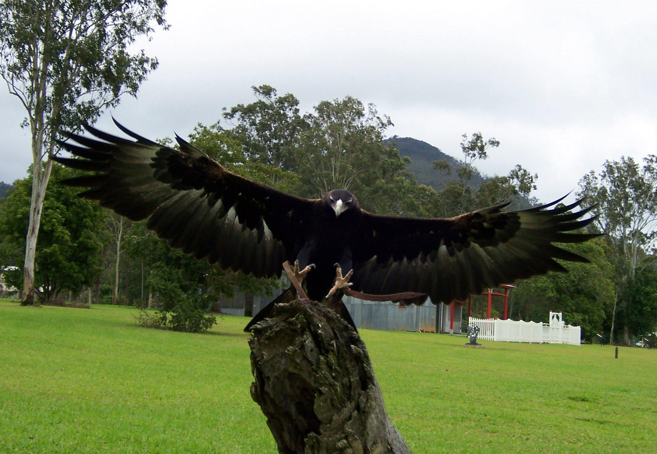O'Reilly'S Rainforest Retreat Canungra Exterior foto
